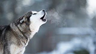 Husky Howling  Compilation Video [upl. by Strang]