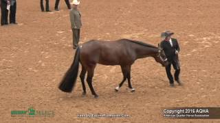 A Judges Perspective 2016 Select Showmanship World Champion [upl. by Yerrok]