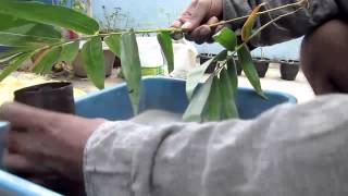 HOW TO PROPAGATE BAMBOO [upl. by Ardaed]