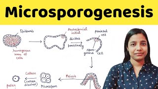 Microsporogenesis  types of anther wall development  BSc  MSc  TGT  PGT  NEET [upl. by Amilas]