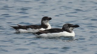 Razorbill  Гагарка [upl. by Nickey570]