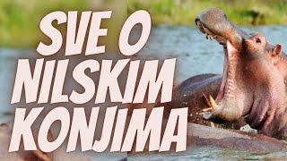 TOP 5 Zanimljivosti o Nilskim Konjima [upl. by Shandra]