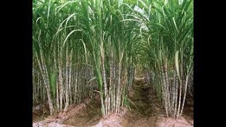 Efficiency New Design Cropts Transplant Machine Farm machinery leader sugarcane [upl. by Oileduab]