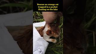 An orange cat trapped in a pocket floating on the lake [upl. by Bruns]