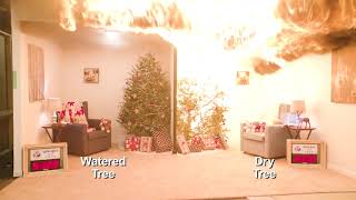 Dry Christmas Tree vs Well Watered Christmas Tree 2018 [upl. by Ailemap]