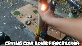 Crying Cow Bomb Firecracker  Dagupan Best Product [upl. by Notfol]