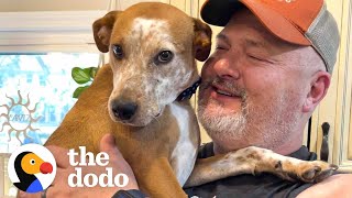 Emaciated Dog Becomes A Brand New Dog In His Forever Home  The Dodo Faith  Restored [upl. by Tanney]