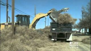 Tumbleweeds bury New Mexico town [upl. by Inava]