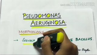 pseudomonas aeruginosa  microbiology  handwritten notes [upl. by Derrej]