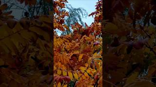 🍂 осень autumn ytshorts follow топ fall youtubeshorts recommended likeforlikes photography [upl. by Kursh]