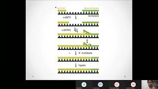 Lecture 24 Polymerase 20220329 080013 Meeting Recording [upl. by Otho136]