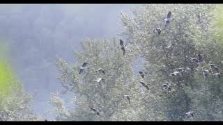 Canon R3  4k 120FPS  Canada Geese Whiffling before landing [upl. by Notsniw161]