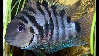 iNdEPTH Black Convict Cichlid Archocentrus Nigrofasciatus [upl. by Lrat]