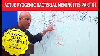 Acute Pyogenic Bacterial Meningitis Part 1 🩺 [upl. by Atil]