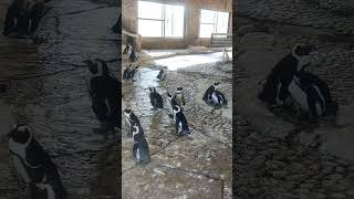 Penguin cartoon penguin wildanimals animals shorts explore nature zoo [upl. by Ardnaik]