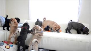 Happy SharPei puppy ・ブス可愛い シャーペイ子犬 の大暴れ・ 家族募集中 ・ [upl. by Aronos]