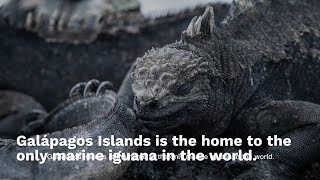 Galápagos Islands A Living Laboratory of Evolution and Biodiversity [upl. by Mireielle]