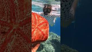 Star fish Maldives subscribe channel travel maldives maafushiisland [upl. by Franciscka]