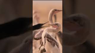 Socotra cormorants Chicks chase an adult out into the desert for food survival birdsfight birds [upl. by Genia]