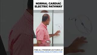 Normal Cardiac Electric Pathway drnajeeblectures drnajeeb shortvideo [upl. by Nohsal139]