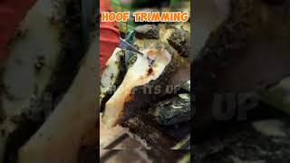 Pus in Hoof of cows hoof hooftrimming hoofgp horsecare cow satisfying farrier farrierlife [upl. by Aihpos]