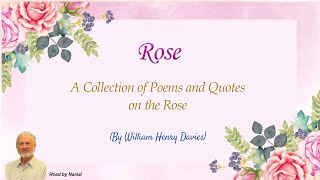 A Collection of Poems and Quotes on the Rose  By William Henry Davies Read by Narad [upl. by Ardekal]