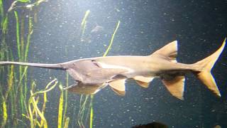 American Paddlefish Ram Suspension Feeding [upl. by Hcaz]