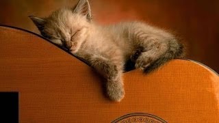 Thérapie Musicale pour Chiens et Chats Anxieux et Agités  Puissant Déstressant  Sommeil Paisible [upl. by Conlen728]