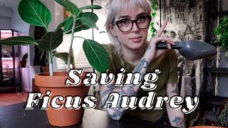 Saving My Boyfriends Ficus Audrey  spider mites repot and root rot [upl. by Isador]