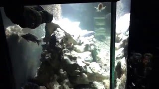 100 gallon African Cichlid aquarium with ocean rock hardscape [upl. by Consuela]