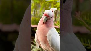 Major Mitchells Cockatoo  Bird Paradise [upl. by Swainson]