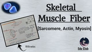 Sarcomere  Actin Filament  Myosin Filament  Skeletal Muscle Contraction  Nerve Muscle Physiolog [upl. by Irok831]