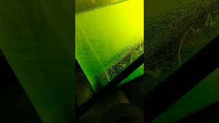 Lighting causing cell lysis chlorella science biofuel sustainability algae diy [upl. by Hermione]