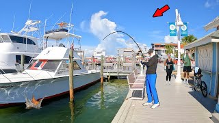 Tossing Baits Under Giant Charter Boats Catch Clean amp Cook [upl. by Heffron]