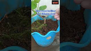 High Power fertilizer for Hibiscus plant shorts organic fertilizer plant tips in kannada [upl. by Komsa]