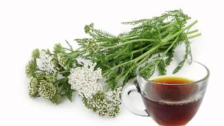 Yarrow Tea Health Benefits [upl. by Remo]