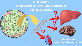 Qué es el glucagón síntesis función regulación y relación con la diabetes mellitus  Diabetes AIB [upl. by Assiluj]