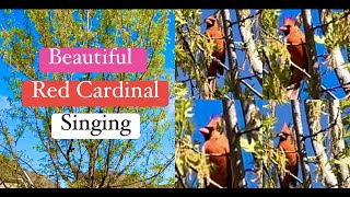 Beautiful Red Cardinal Singing In Our Tree  Northern Cardinal  Red Bird Singing Bird  Front yard [upl. by Snell]