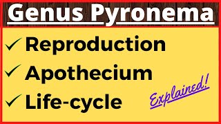 Genus Pyronema  Crozier Formation in Ascomycetes  Life Cycle  Ascospore Formation in Fungi Botany [upl. by Lamag50]