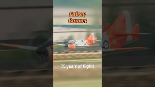 Fairey Gannet’s 75th First Flight Anniversary [upl. by Donnamarie]