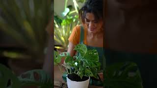 Using Diatomaceous Earth for Indoor Plants 4 Different Useful Uses [upl. by Reginauld]