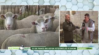 KÜÇÜKBAŞ SAATİ  ILE DE FRANCE IRKI KOYUN YETİŞTİRİCİLİĞİ [upl. by Ycnaf]