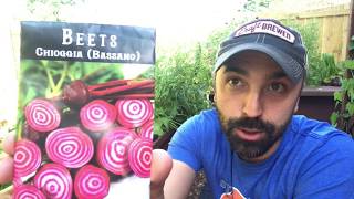 Variety Spotlight Chioggia Beets [upl. by Animar]