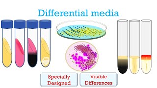 Differential Media in Microbiology [upl. by Duck]