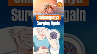 Chikungunya Surging Again [upl. by Clarie]