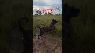 Presa Canario in protection mode 💪 presacanario dogsofyoutube dog shorts short dogs dogshorts [upl. by Yornoc]