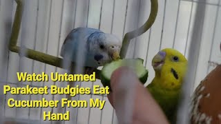 Wild ParakeetsBudgies Eating Cucumber from Owners Hand  Untamed Birds  ASMR Bird Sounds [upl. by Siraf]