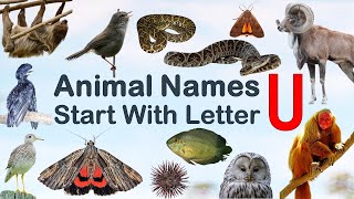 Animal Names starting with Letter U Spelling Picture vocabulary animals explore animalslover [upl. by Oilla]