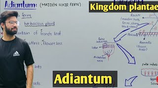 Adiantum Characteristics In Urdu Hindi  Life Cycle [upl. by Elleron]