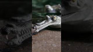 Meet The Gharial  Jurassic Looking Crocodile [upl. by Scheck984]